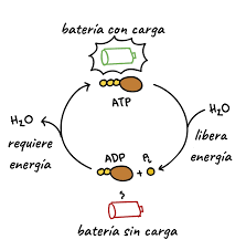Ciclo de ATP y ADP