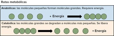 Rutas metabólicas: anabólicas y catabólicas