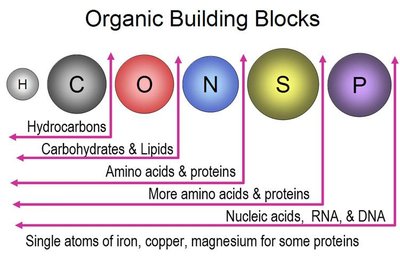 Four main groups of organic molecules