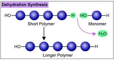Dehydration synthesis diagram