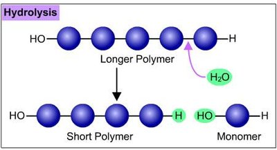 Hydrolysis diagram