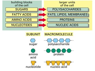 Monomers are building blocks of larger organic molecules
