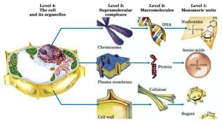Levels of biological organization from monomeric units to cell organelles