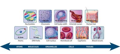 Scale of biological structures from atoms to tissues