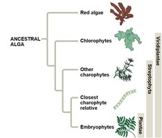 General Biology Plant Diversity Study Guide for Exams | Notes
