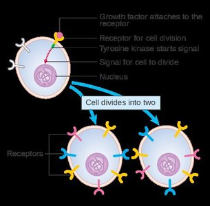 Diagram of growth factor signaling leading to cell division