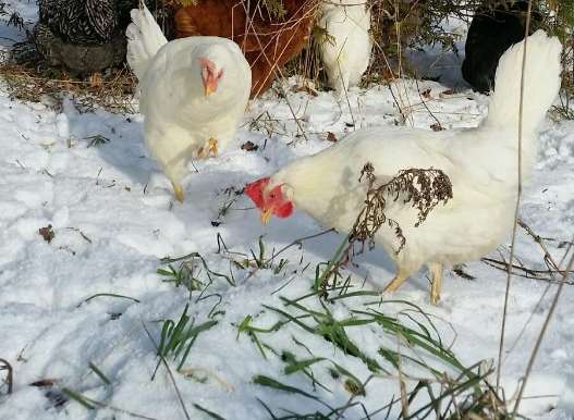 Laying hens foraging in a snowy outdoor environment, demonstrating natural behavior