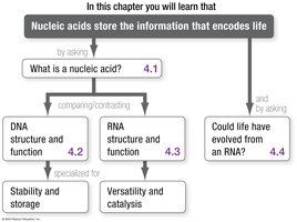 Chapter roadmap: Nucleic acids store the information that encodes life. DNA and RNA structure and function, stability, versatility, and the evolution of life from RNA.