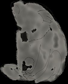 Diagram showing mapping of traits (e.g., pouch, reduced tail, large body) on a phylogenetic tree of marsupials