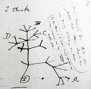 A simple phylogenetic tree diagram with labeled parts (root, branch, node, tip)