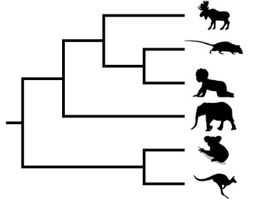 Phylogenetic tree with labeled time axis and vocabulary