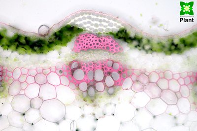 Cross-section of a leaf showing tissue organization