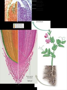 Diagram of root apical meristem and tissue zones