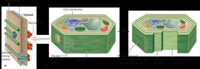 Diagram of plant cell wall structure