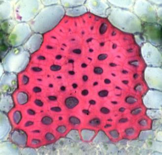 Microscopic view of parenchyma cells with air spaces (aerenchyma)
