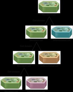 Diagram of meristem cell division and differentiation