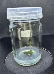 Plant tissue culture jar with leaf explant