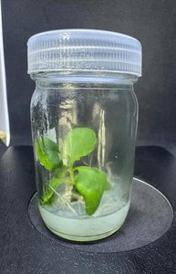 Plant tissue culture jar with regenerated plant