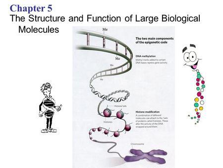 Chapter 5: The Structure and Function of Large Biological Molecules