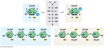 Alpha and beta glucose ring structures; starch and cellulose linkages