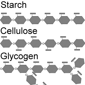 Comparison of starch and cellulose digestion
