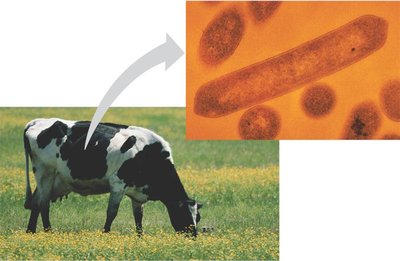 Cow and cellulose-digesting microbes