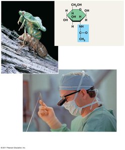 Chitin in arthropod exoskeleton and surgical thread