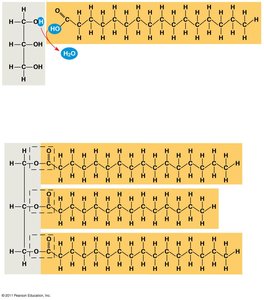 Synthesis of a fat molecule (triacylglycerol)