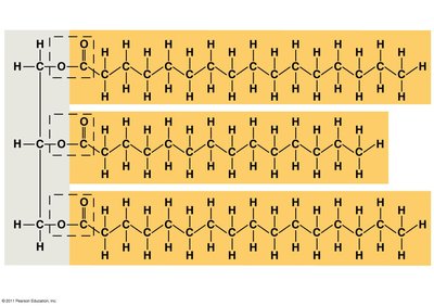 Fat molecule (triacylglycerol)