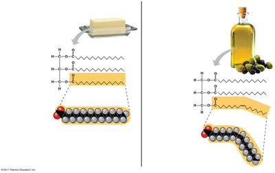 Saturated and unsaturated fats