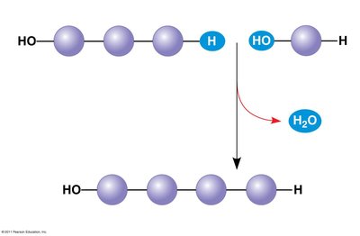 Dehydration reaction: synthesizing a polymer