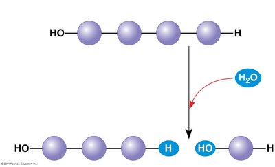 Hydrolysis: breaking down a polymer