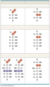 Aldoses and ketoses: classification of monosaccharides