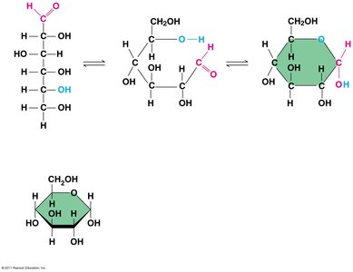 Linear and ring forms of glucose