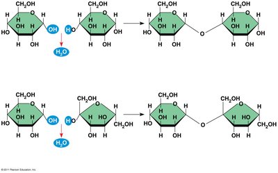 Dehydration reaction in the synthesis of maltose and sucrose