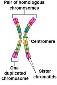 Karyotype display of chromosomes