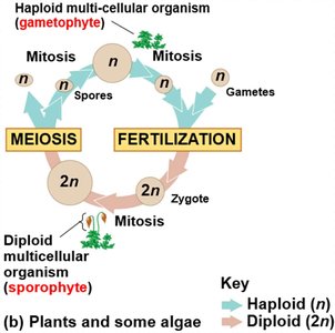 Life cycle of plants showing sporophyte and gametophyte stages