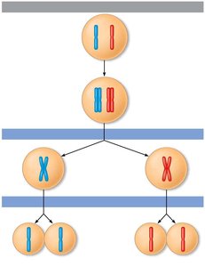 Meiosis I and II: separation of homologous chromosomes and sister chromatids
