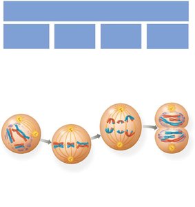 Meiosis I phases and separation of homologous chromosomes