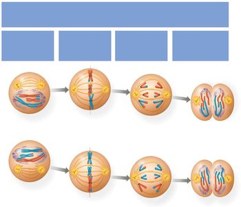 Meiosis II phases and formation of haploid daughter cells