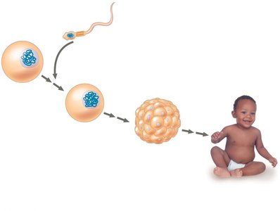 Fertilization and development from gametes to offspring