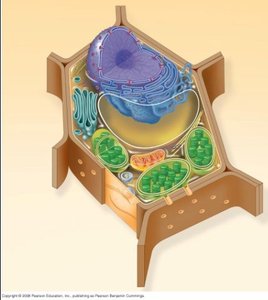 Plant cell diagram showing organelles