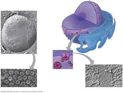 Close-up of nuclear envelope and nucleolus