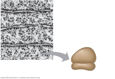 Diagram of ribosome and ER with ribosomes