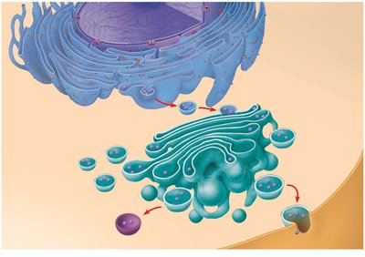 Overview of endomembrane system