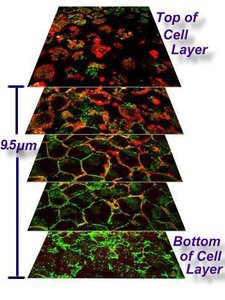 Confocal microscopy stack showing cell layers