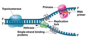 Replication fork and associated enzymes