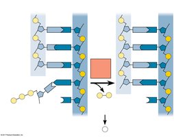 DNA polymerase adding nucleotides to a growing strand