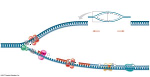 Overview of DNA replication with leading and lagging strands