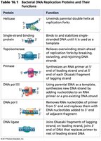 Table of bacterial DNA replication proteins and their functions